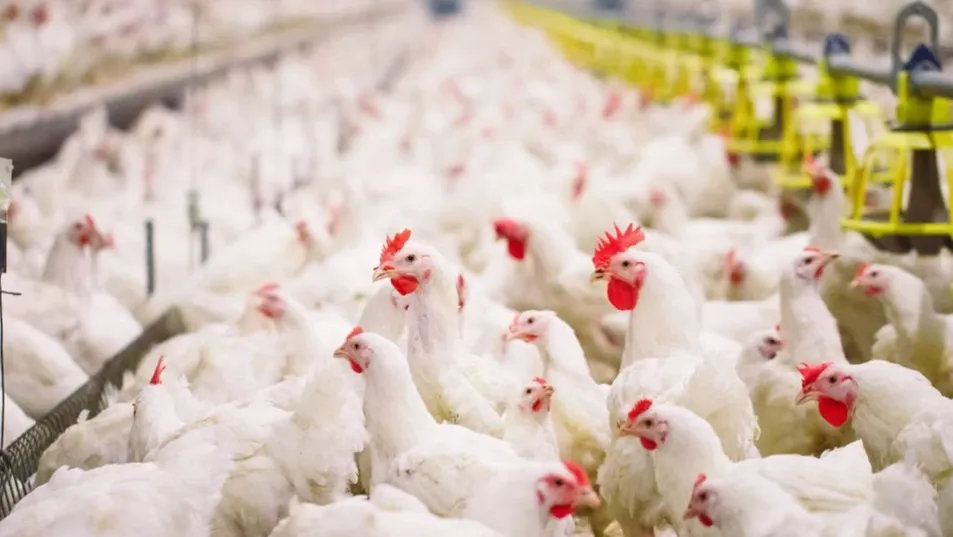 Tk 50,000cr poultry industry on brink of collapse under tax burden