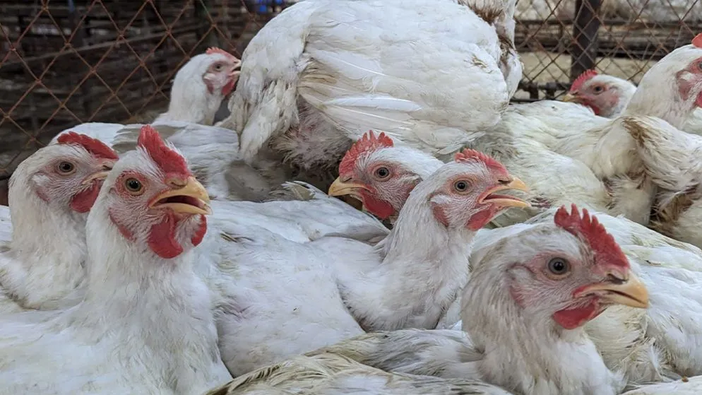 Broiler chicken prices jump Tk30 per kg in a week