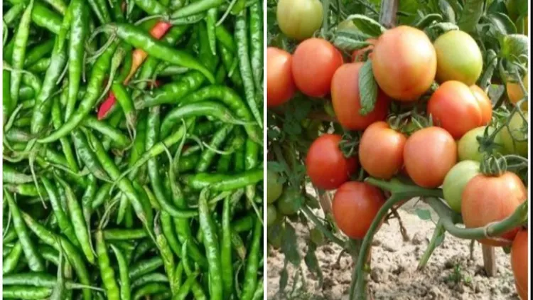 Cabinet approves tax duty waiver on imports of green chilli, tomato