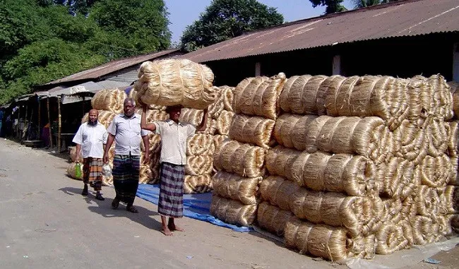 Record Jute Production in Rajshahi Expected to Generate Tk 549 Crore in Sales