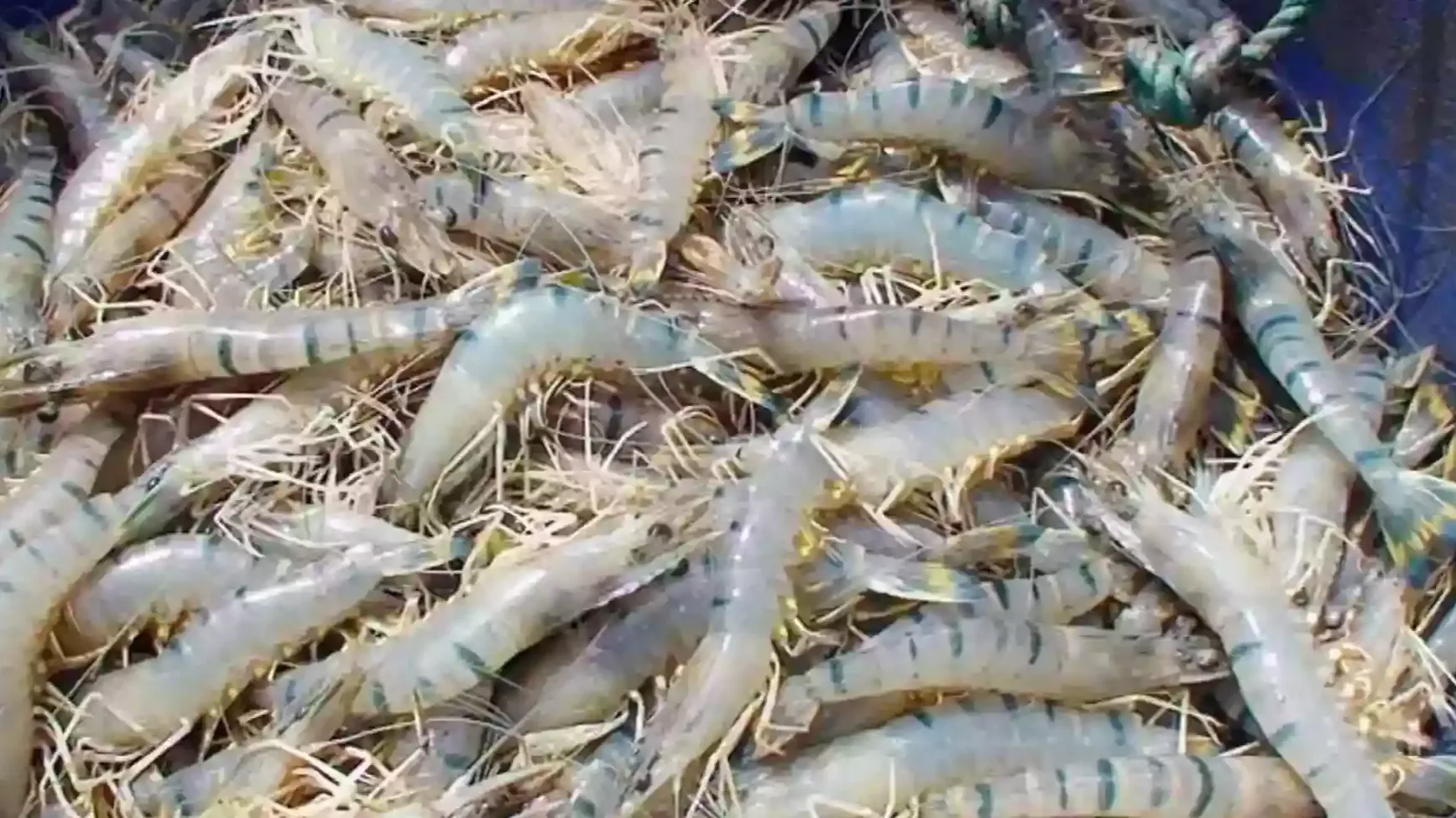 Shrimp exports plunge from peak: can new rescue fund reverse the slide?