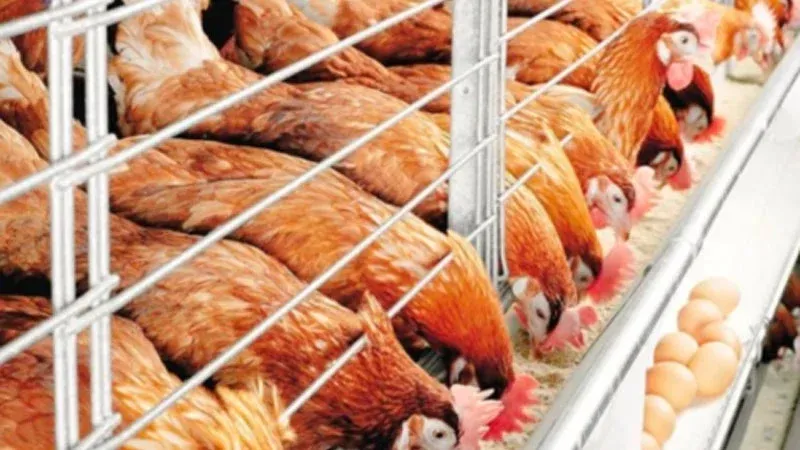 Rising Raw Material Costs Put Poultry Feed Industry in Crisis